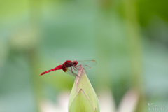 深紅