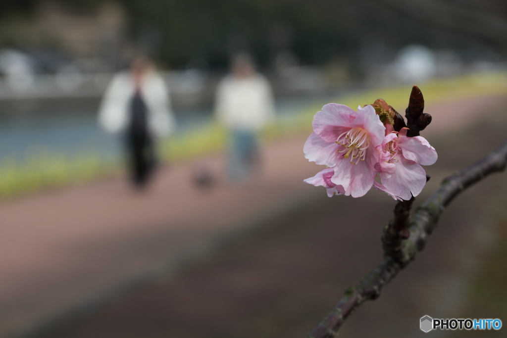 春の足音①