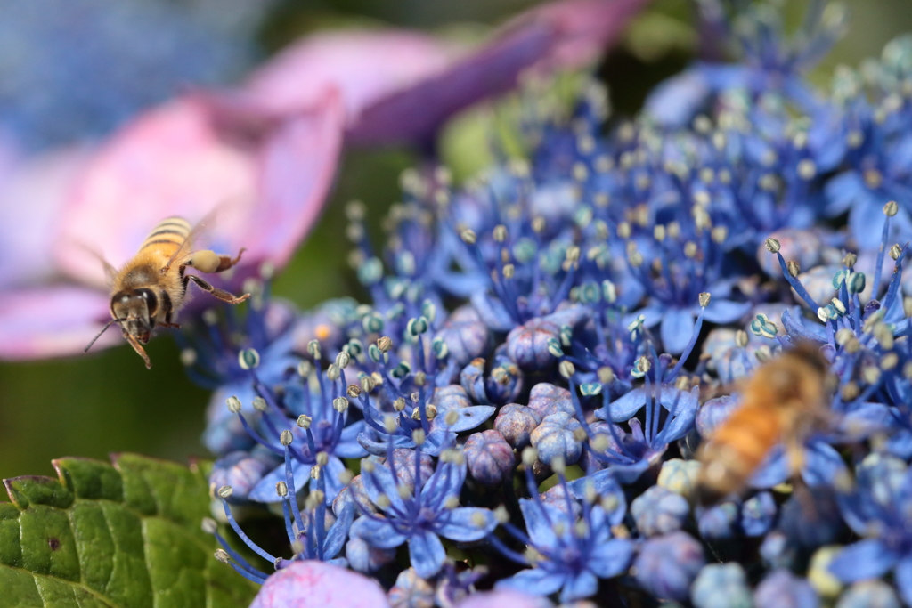 どの花にしようかな…