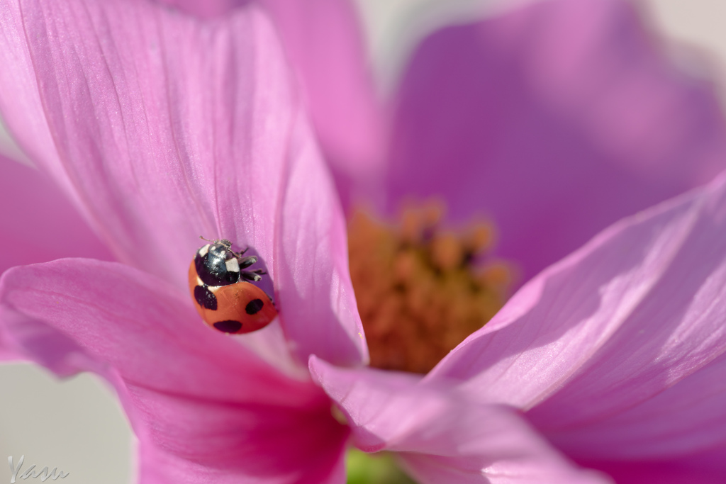 花となかよし