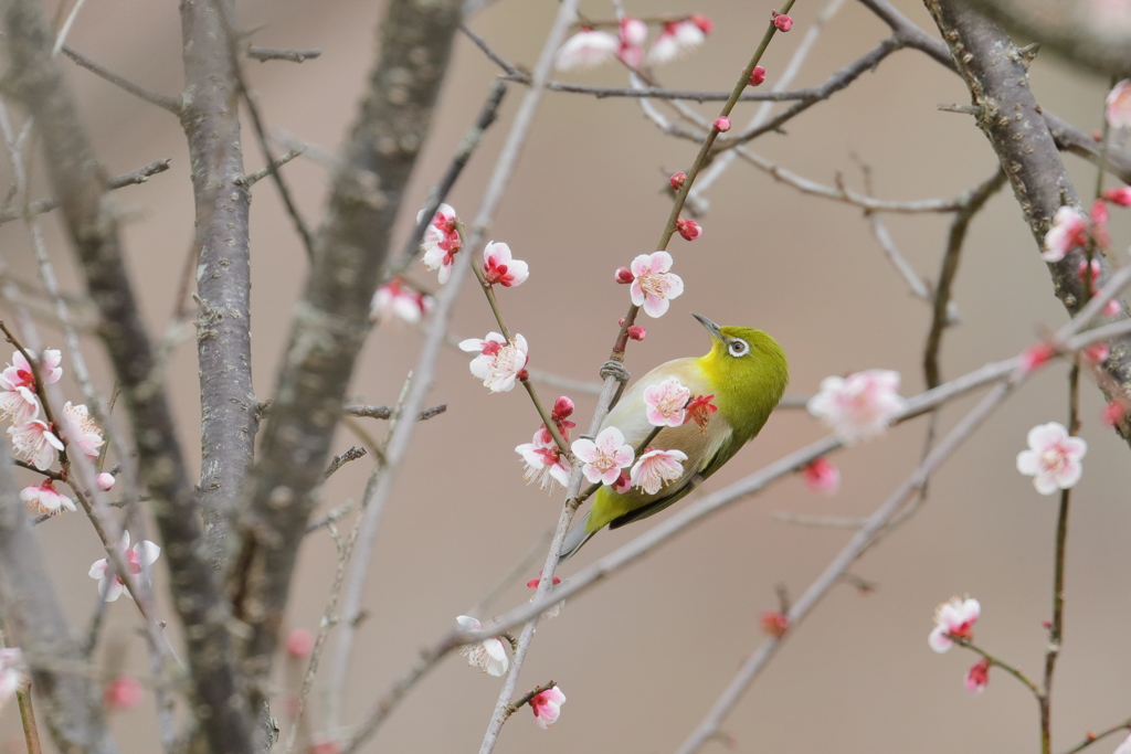 この花にしようかな…