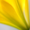 Streamlines