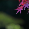Late autumn