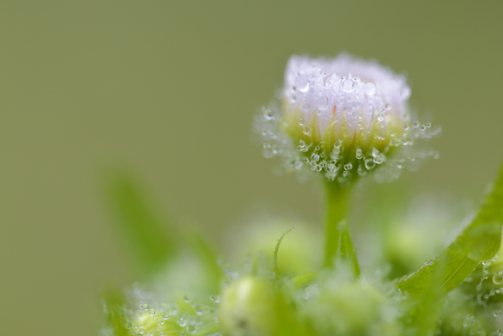 Daisy fleabane in the fog