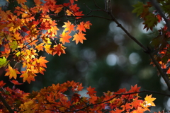 秋の陽ざし