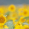 夏のおもいで