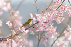 春のかおり