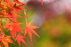 色とりどりの秋