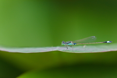 Green ＆ Blue