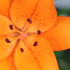 The regularity of nature