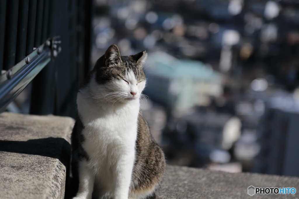 長崎の街猫⑤