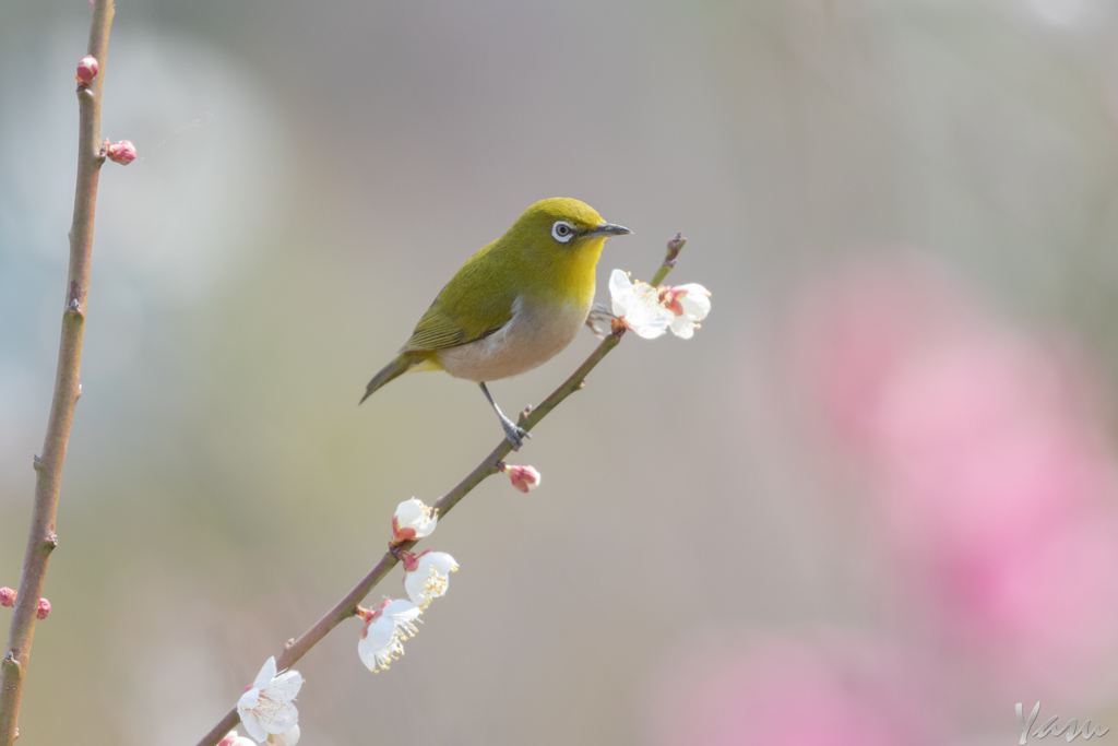 春をつげる