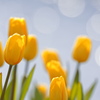 Sparkle of early spring