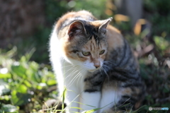 長崎の街猫②