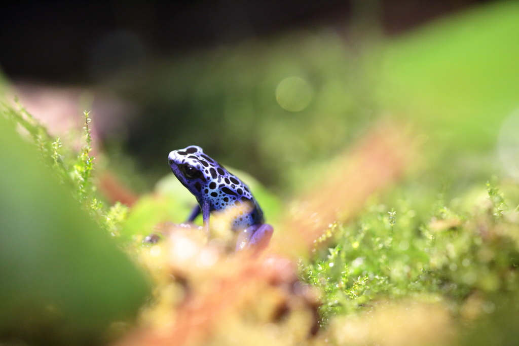 Juery FROG