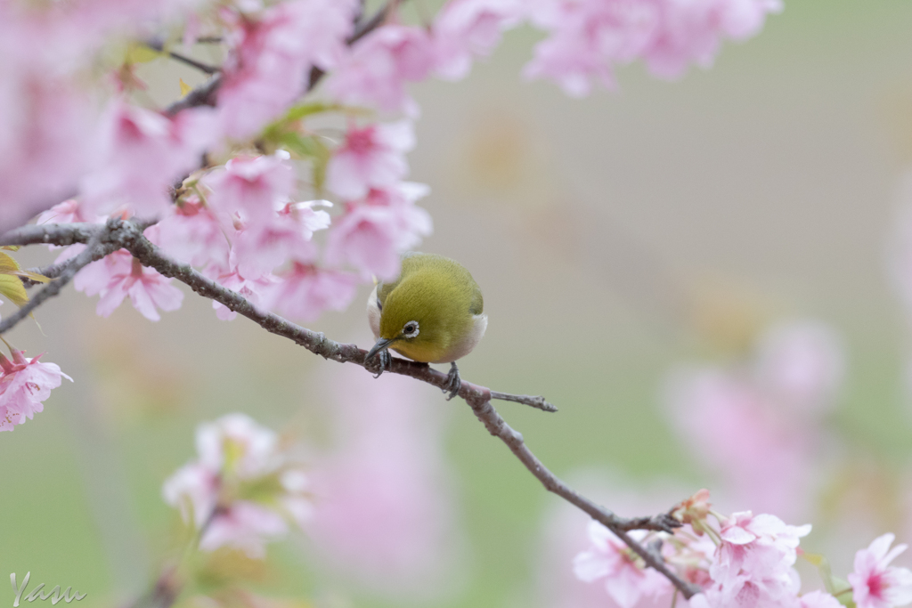 まあるい私