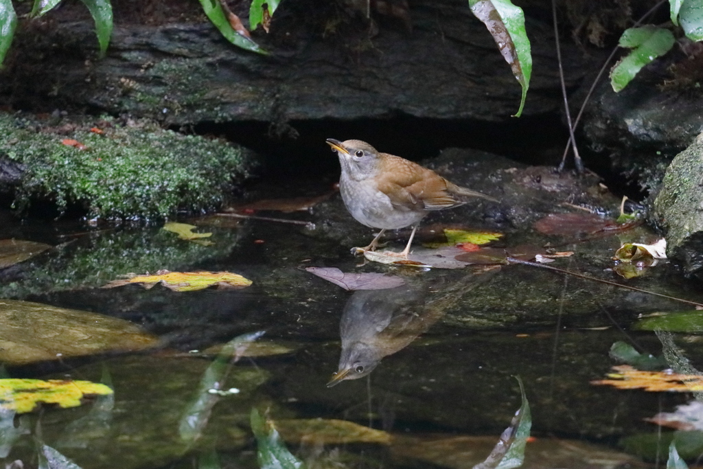 水鏡の中のおすまし顔