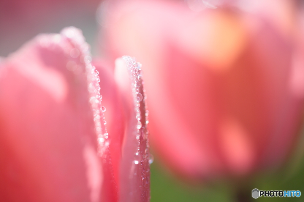 Drops on TURIP