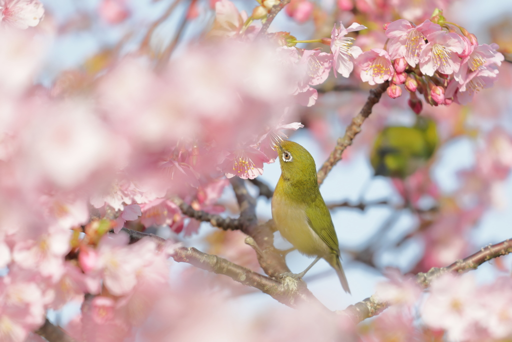 春を待ってた、サクジロー