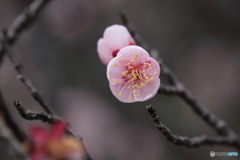 見頃