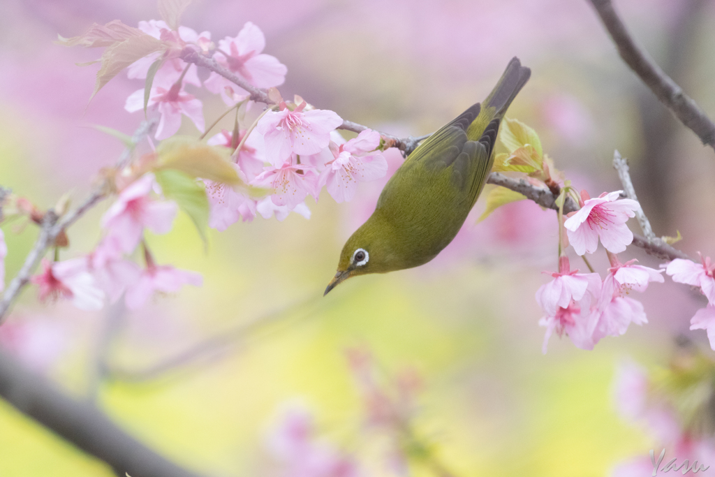 ちょっと、背伸び