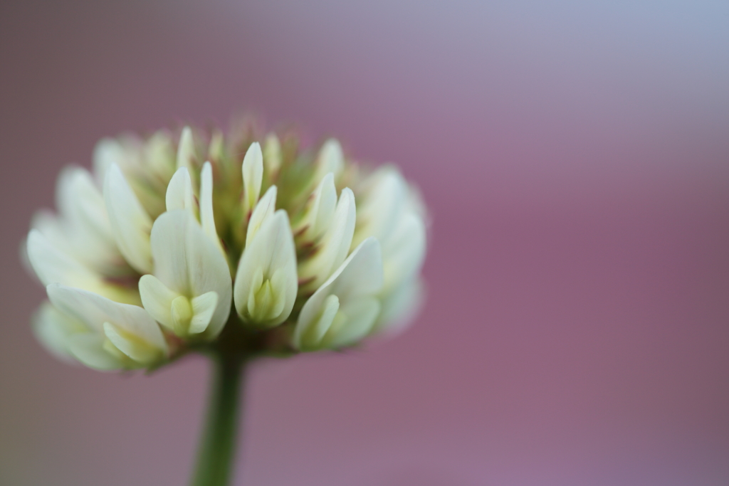 やくそくの花