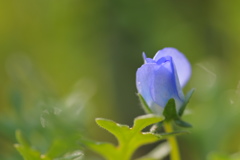 Time of Nemophila