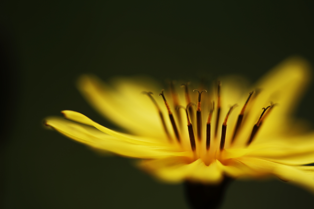 花びらの上で