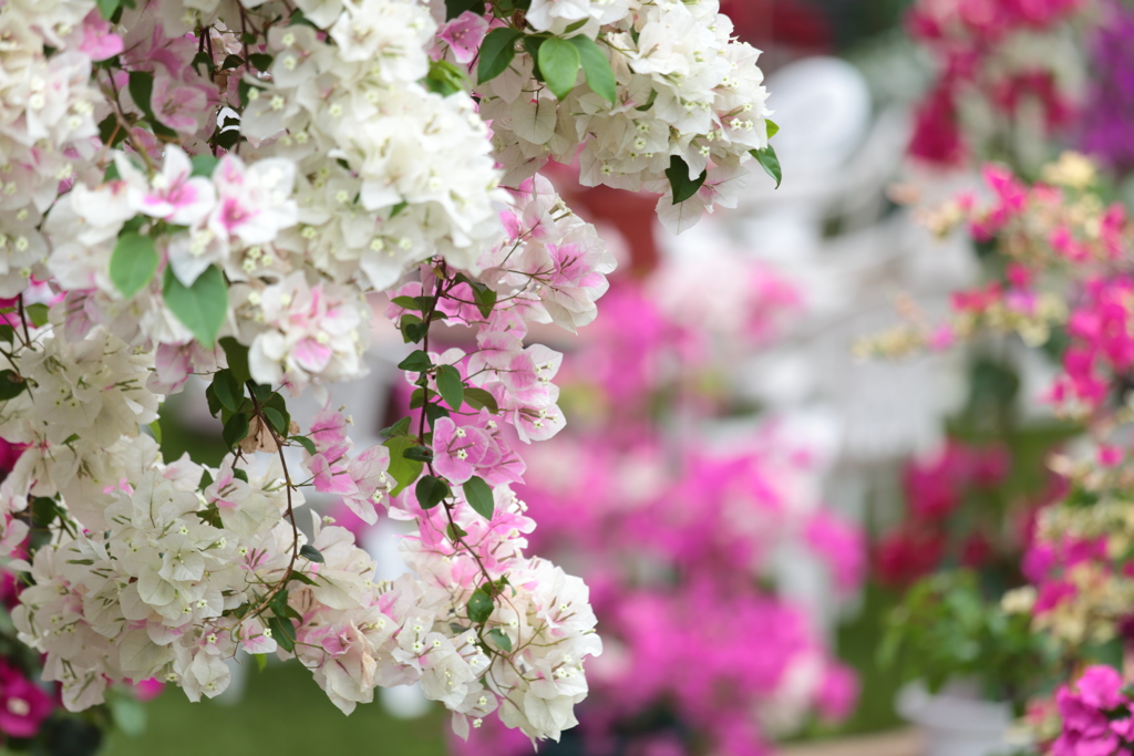 Bougainvillea