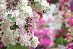 Bougainvillea