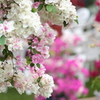 Bougainvillea