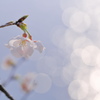 Sparkling
