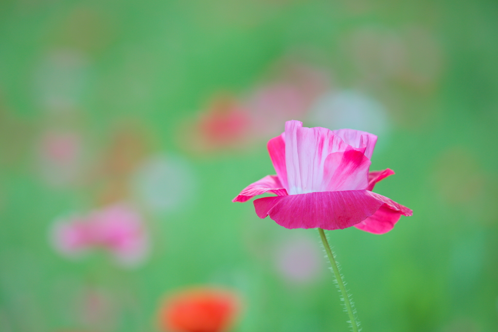 Pink Silk Hat