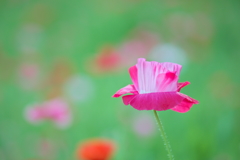 Pink Silk Hat