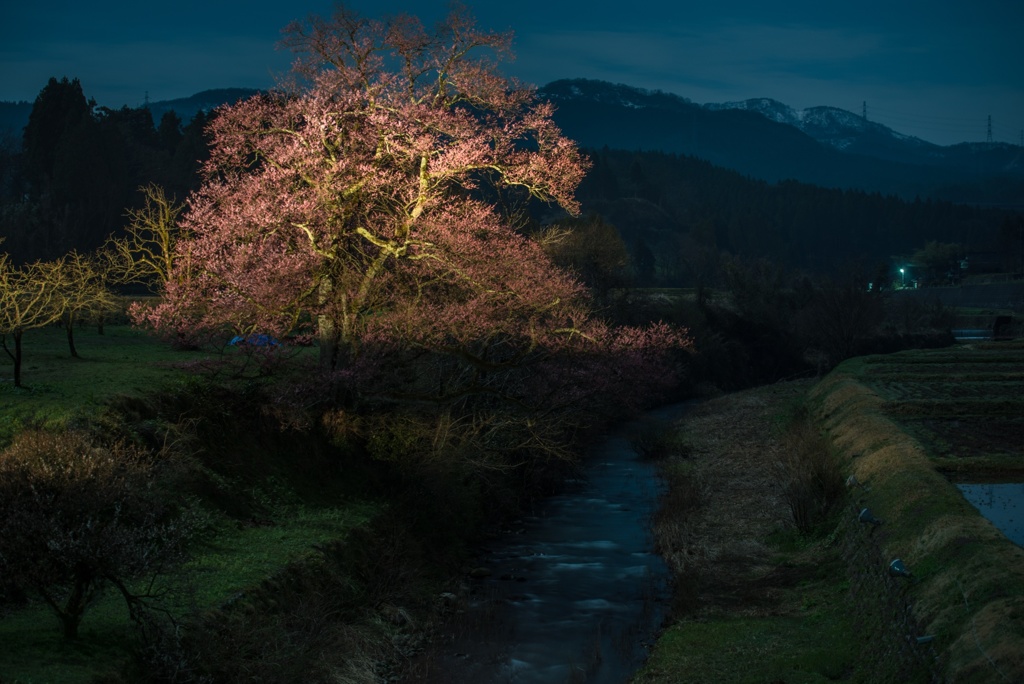 富山県:向野の桜 エドヒガン