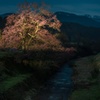 富山県:向野の桜 エドヒガン