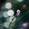 春の近づく色