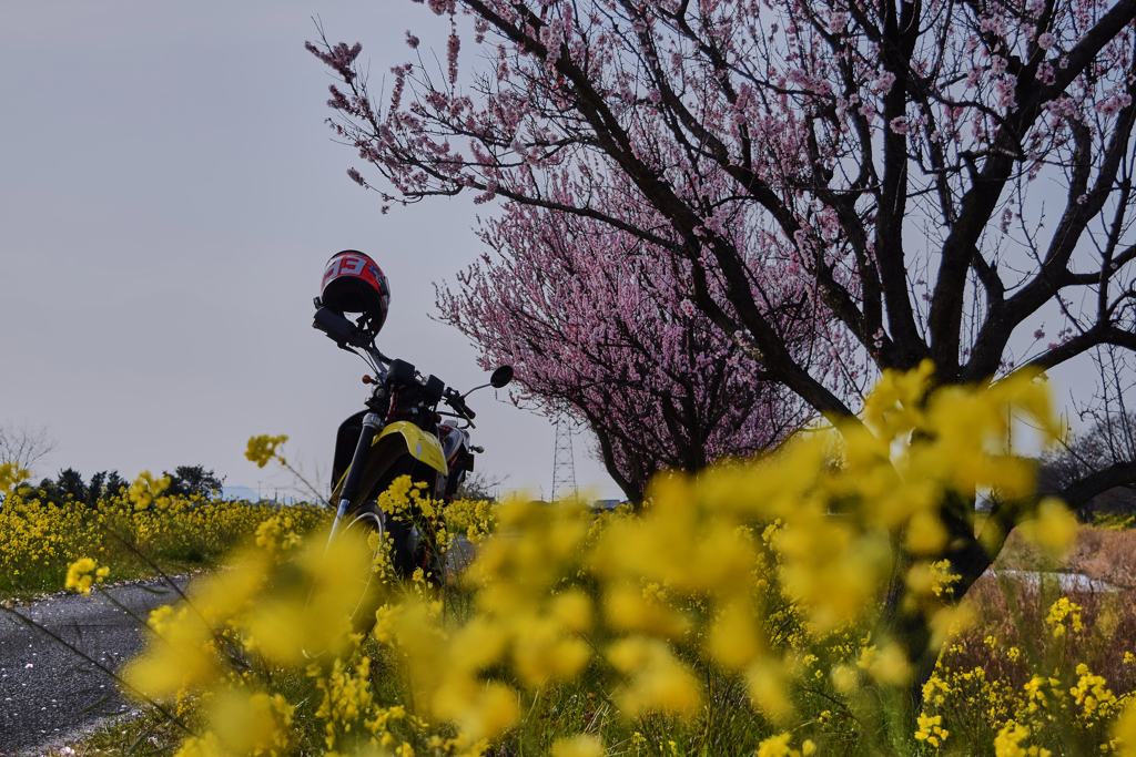 桜と菜の花