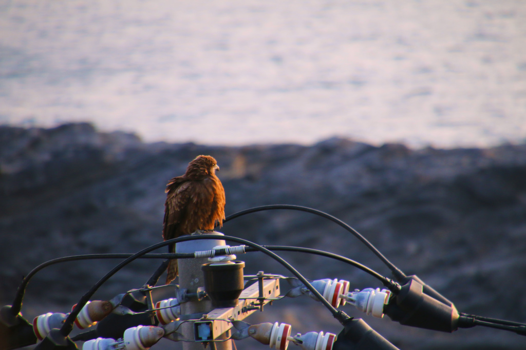 僕も夕陽見たい