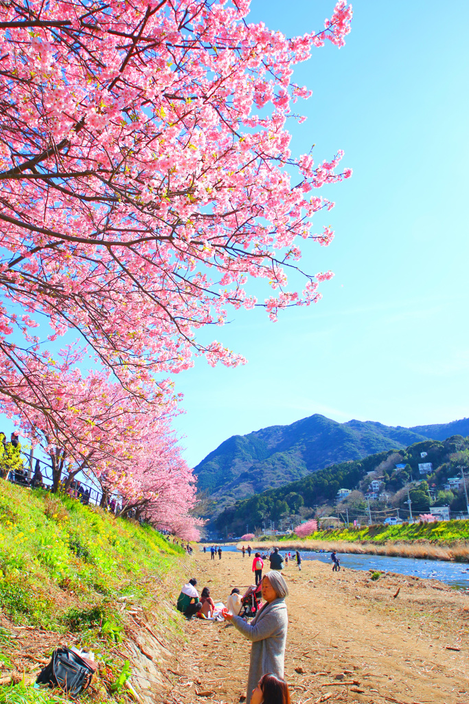 花見日和だねぇ