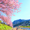 花見日和だねぇ