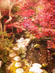 照らされる庭園