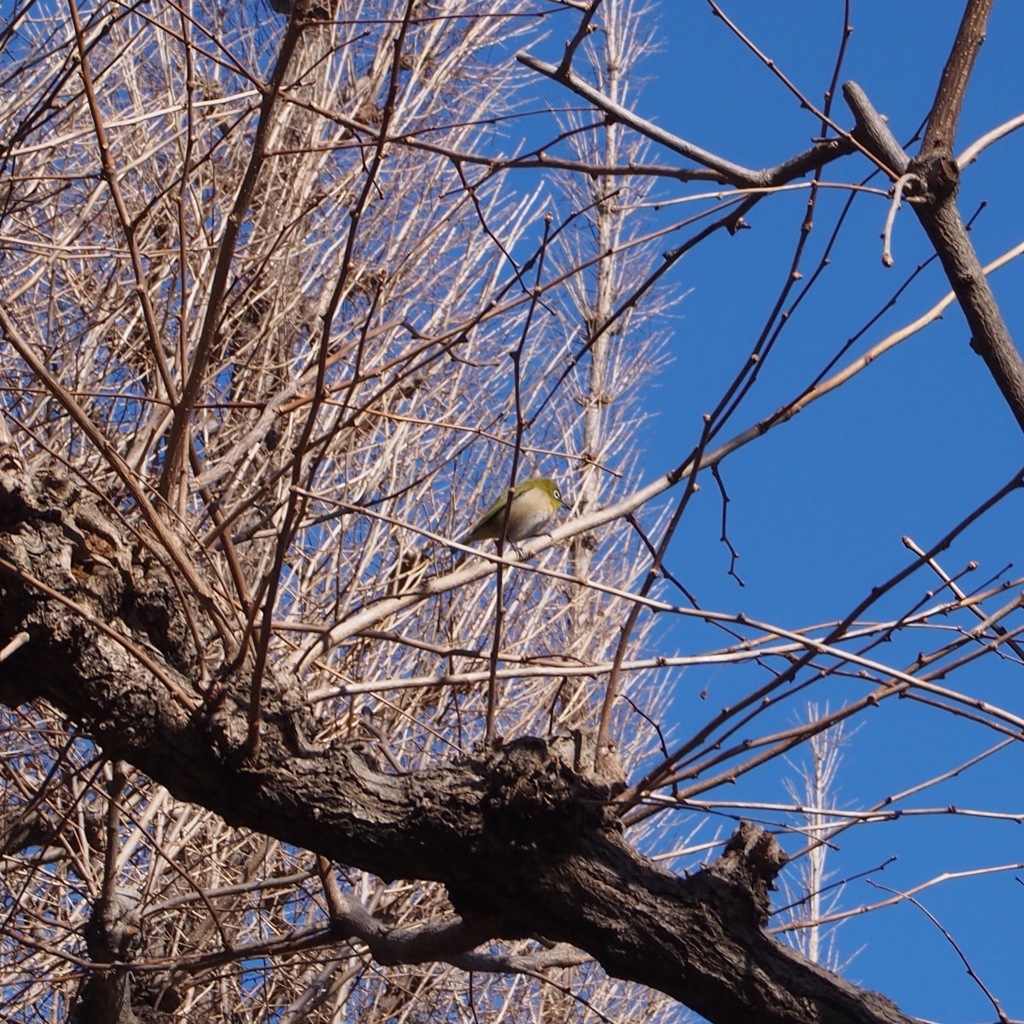 外苑　陽だまり 2