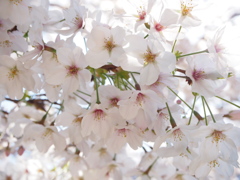 春陽　桜