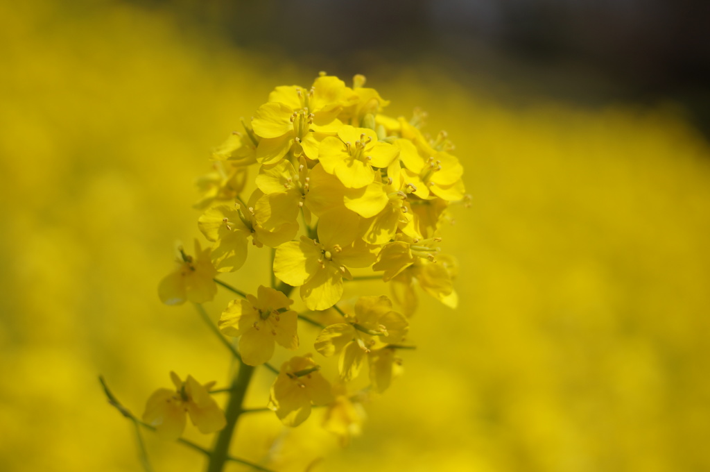 菜の花