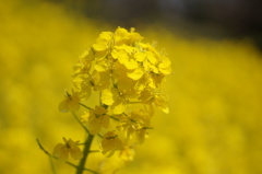 菜の花