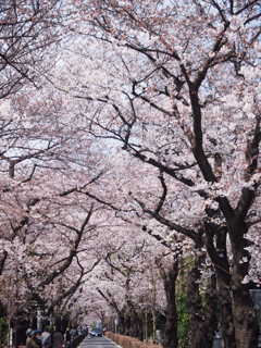 桜 通る