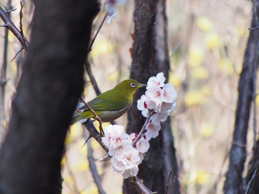 林の中の素敵な出会い