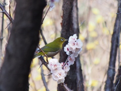 林の中の素敵な出会い