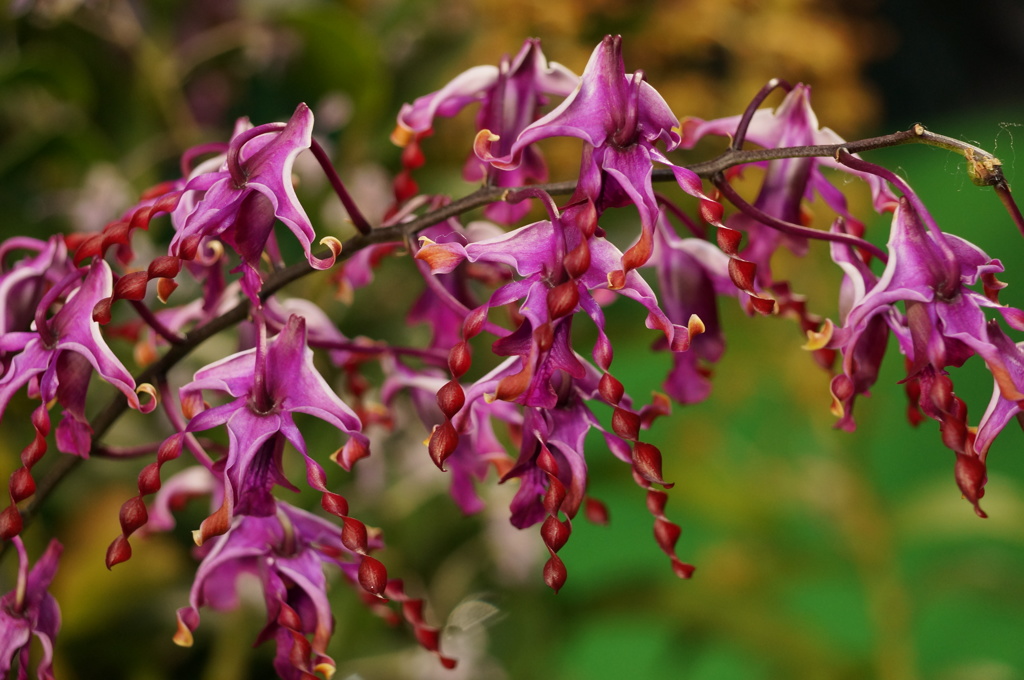 ラン 紅（クレナイ）